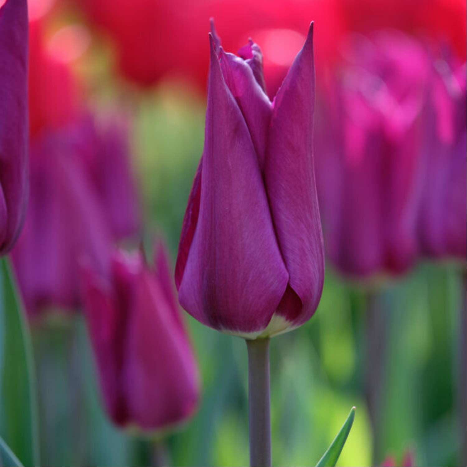Tulpe 'Purple Heart'