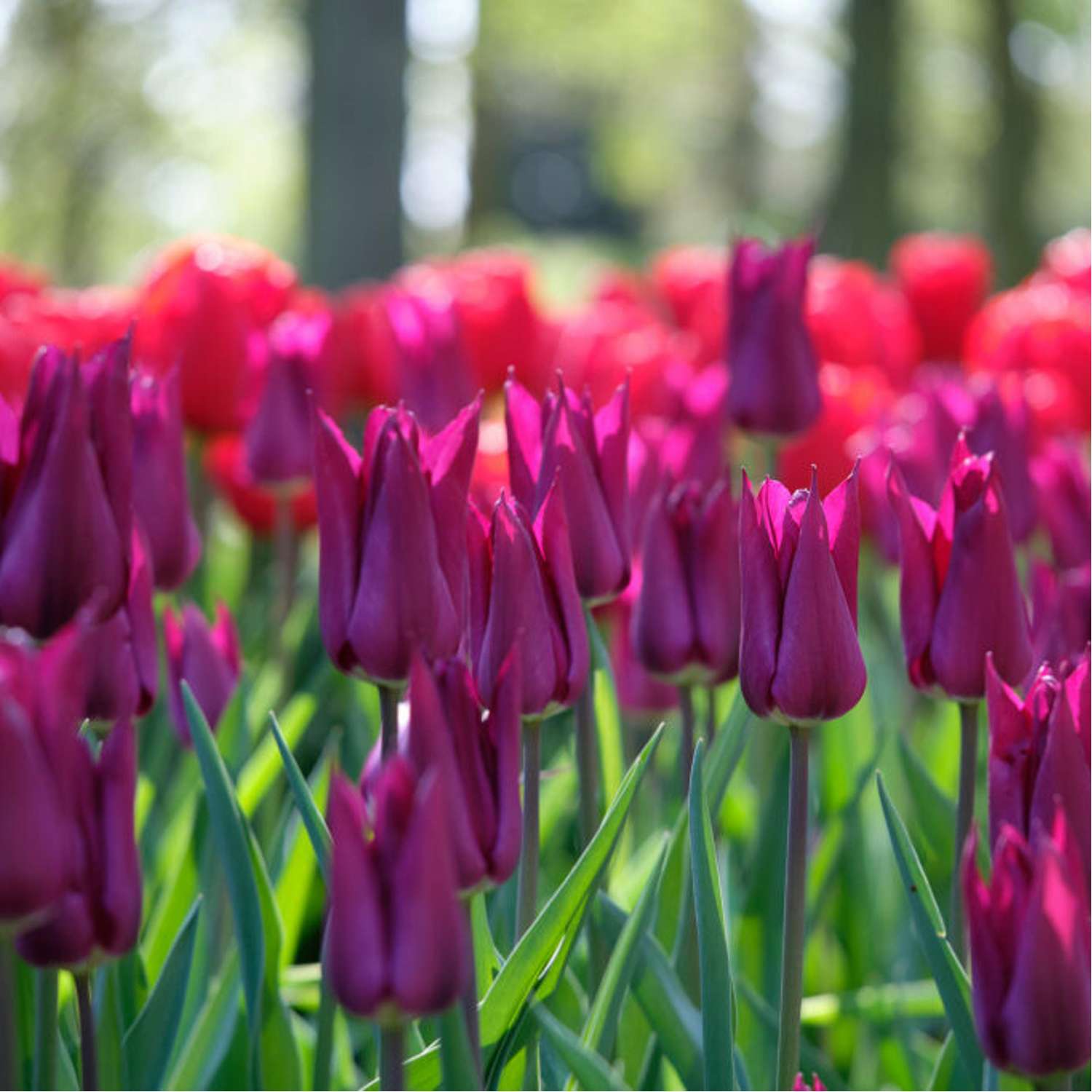 Tulpe 'Purple Heart'