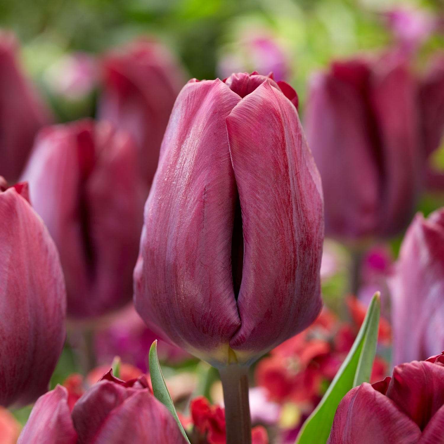 Tulpe 'Purple Lady'