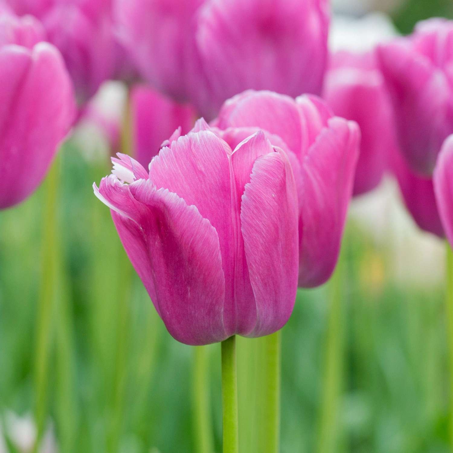Tulpe 'Purple Pride' - Tulipaner