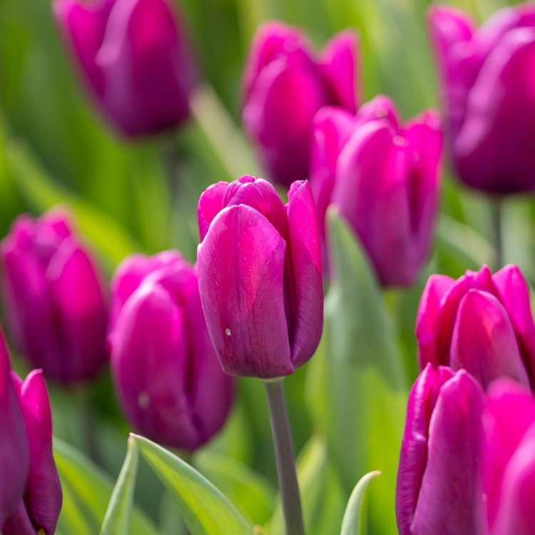 Tulpe 'Purple Prince'