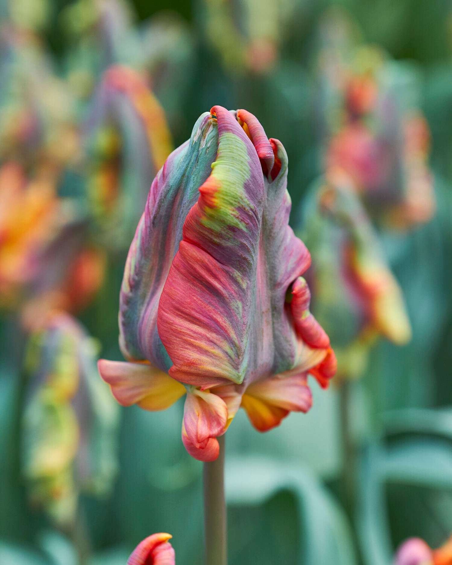 Tulpe 'Rasta Parrot'