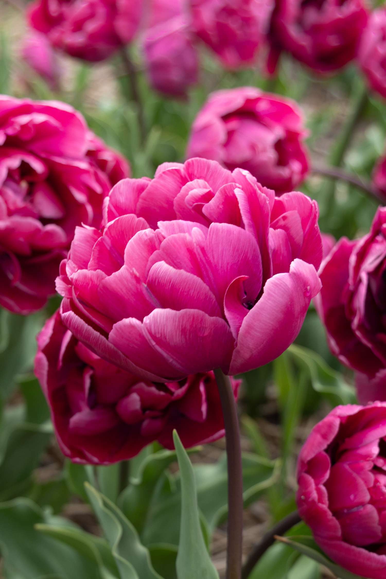 Tulpe 'Rosy Diamond'