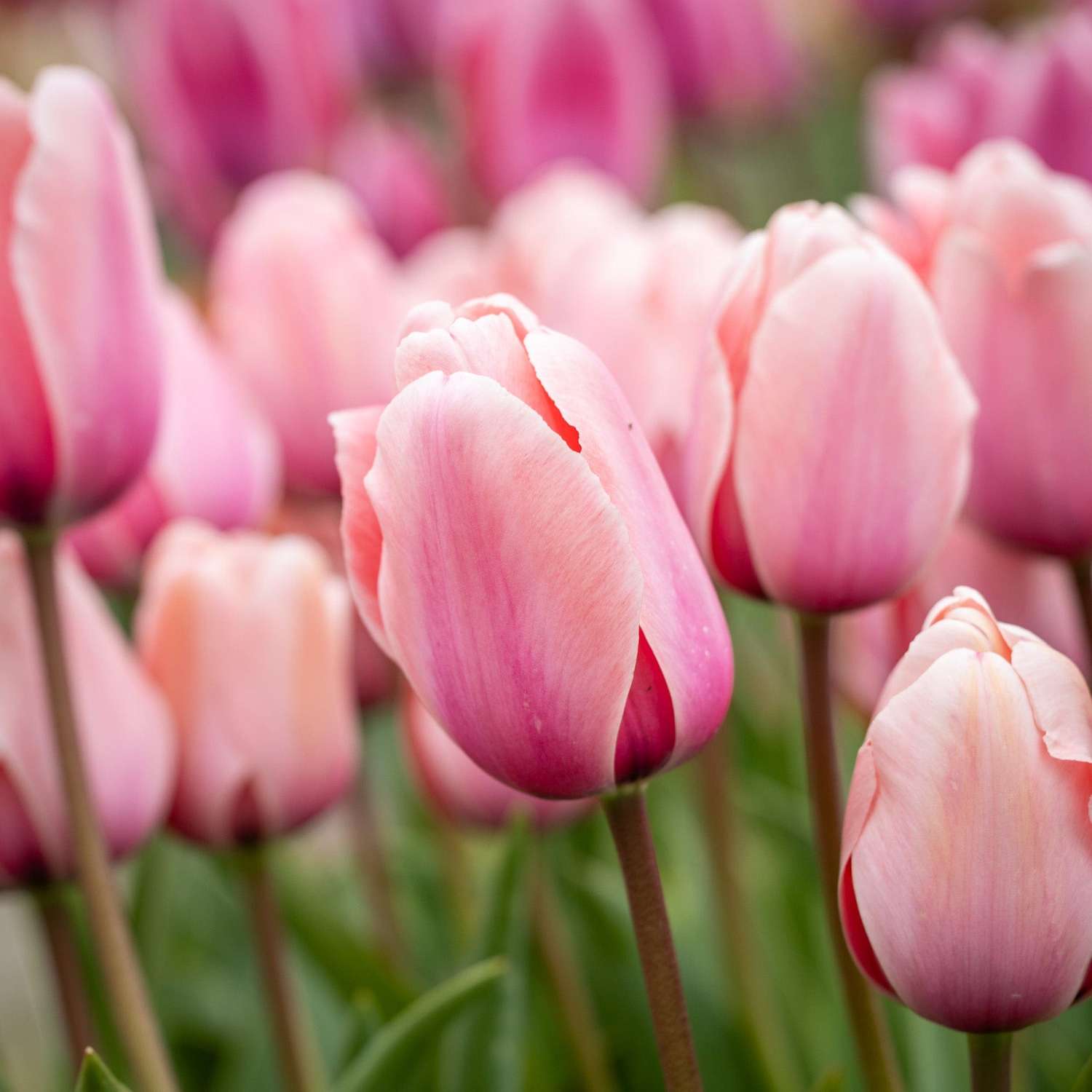 Tulpe 'Salmon Impression' - Tulipaner