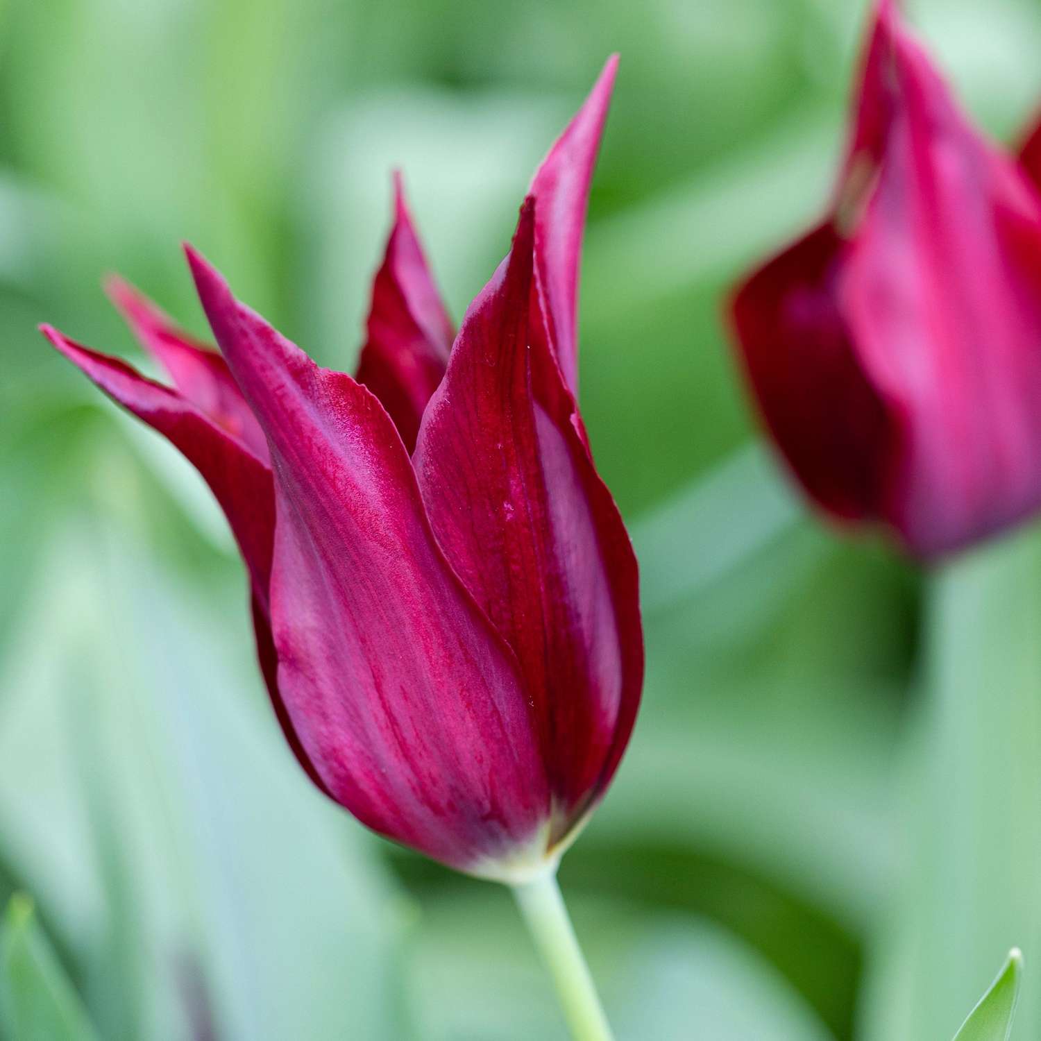 Tulpe 'Sarah Raven'