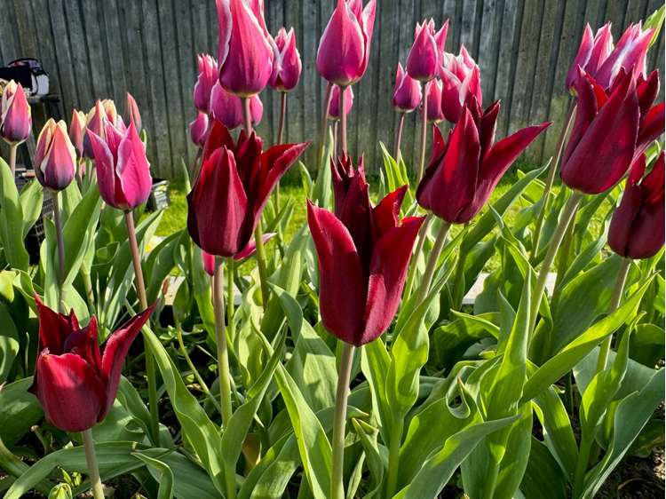 Tulpe 'Sarah Raven'