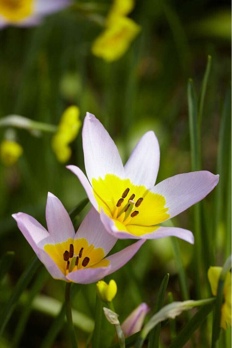 Tulpe 'Saxatilis'
