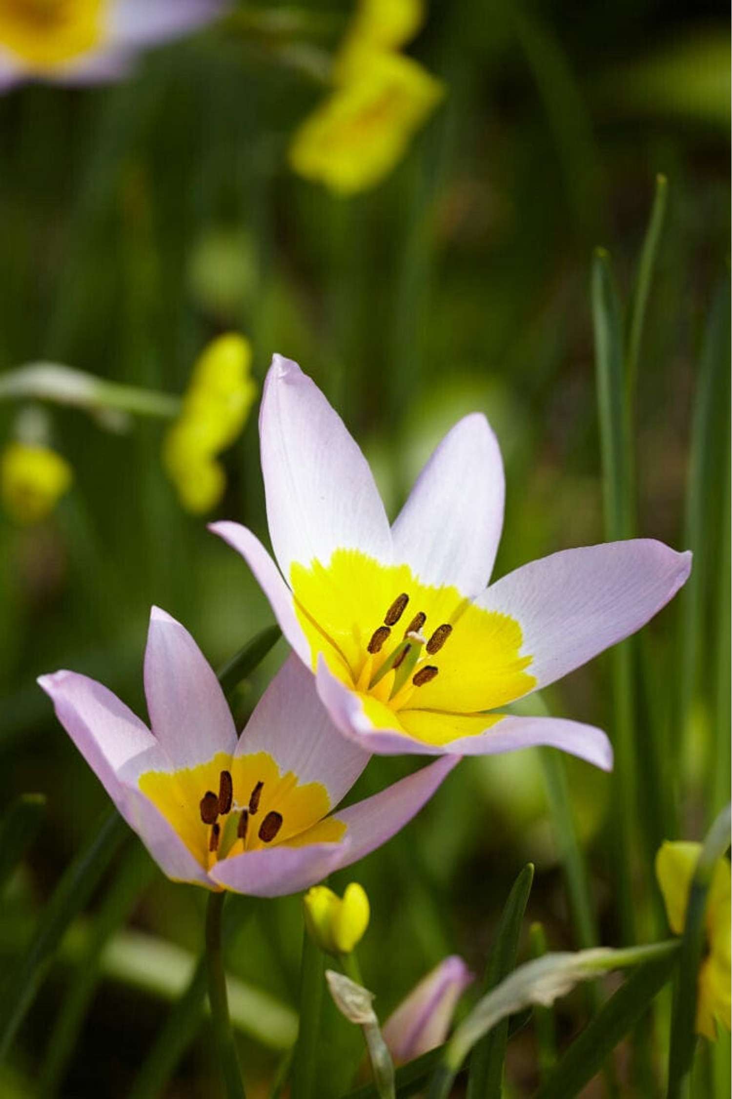 Tulpe 'Saxatilis' - Tulipaner
