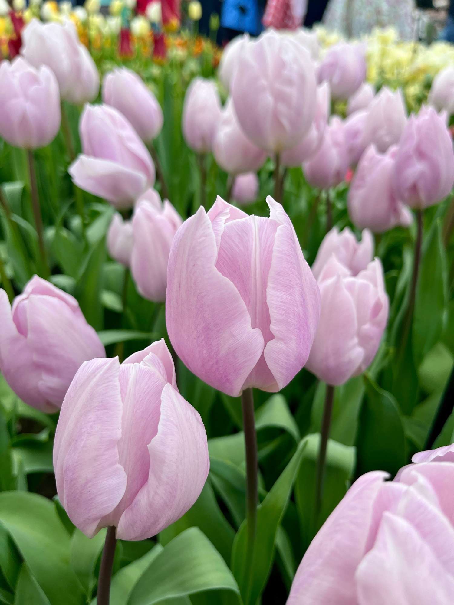 Tulpe 'Silver Cloud' - Tulipaner