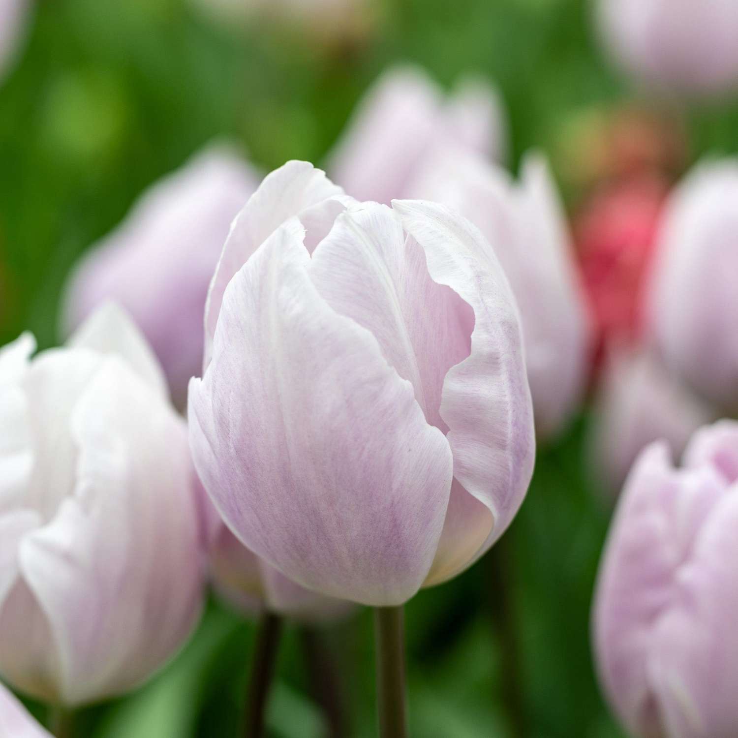 Tulpe 'Silver Cloud' - Tulipaner