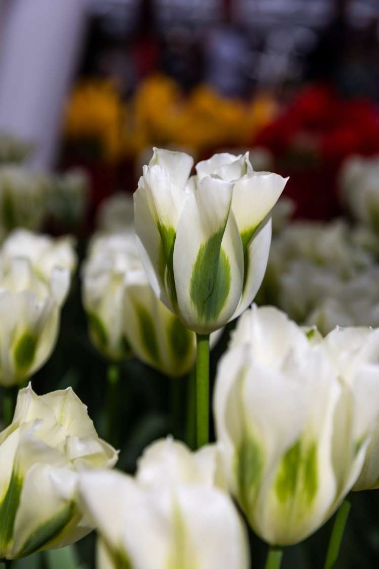 Tulpe 'Spring Green'