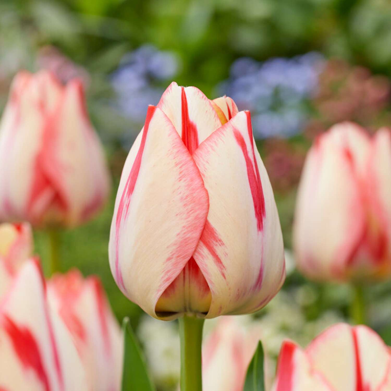 Tulpe 'Spryng Break'