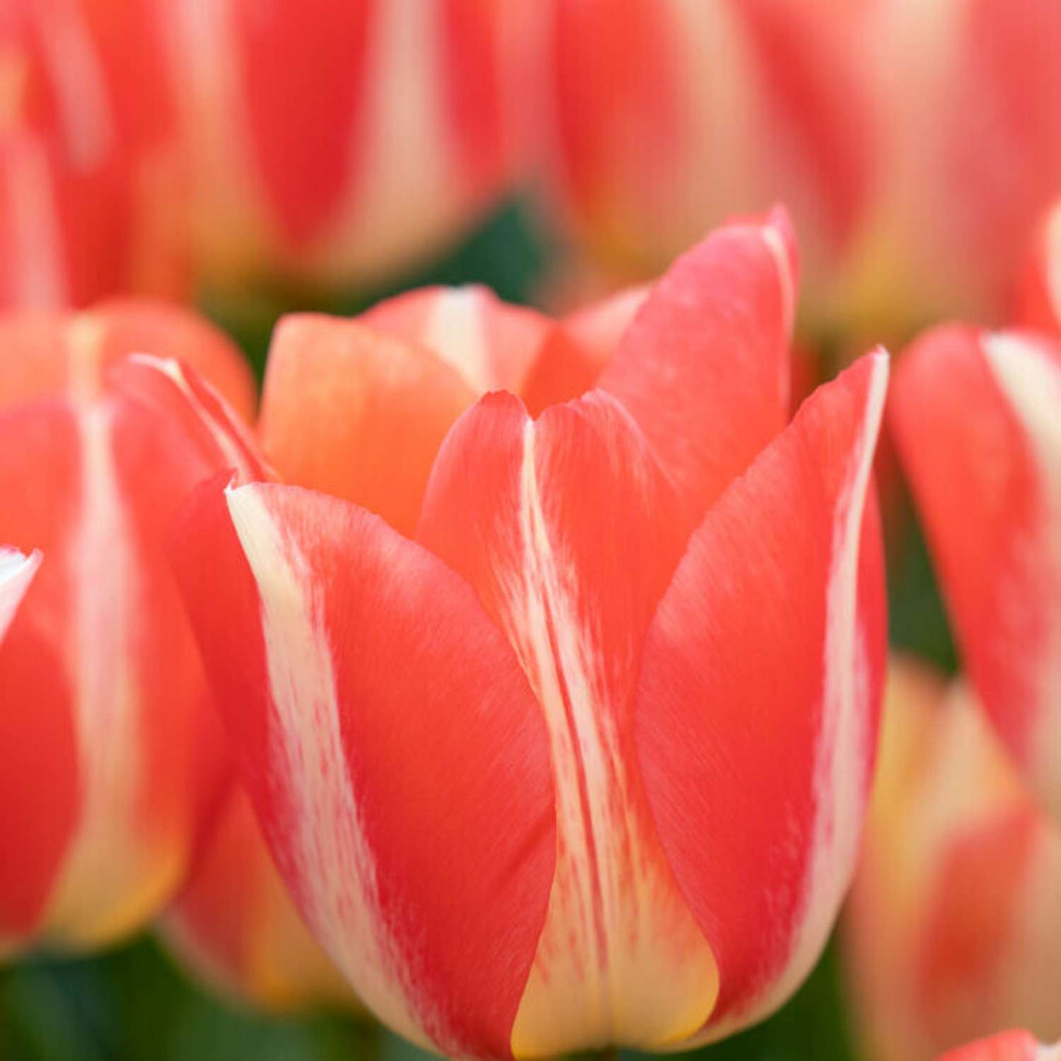 Tulpe 'Spryng Sunrise'