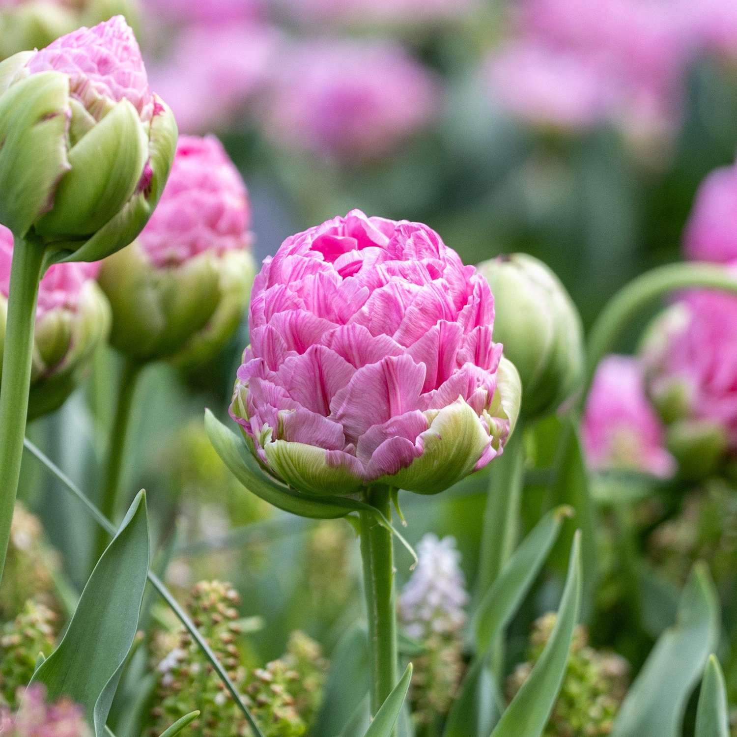 Tulpe 'Strawberry Cream' - Tulipaner