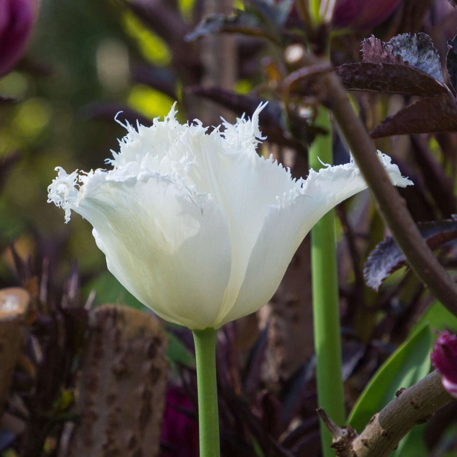 Tulpe 'Swan Wings' - Tulipaner