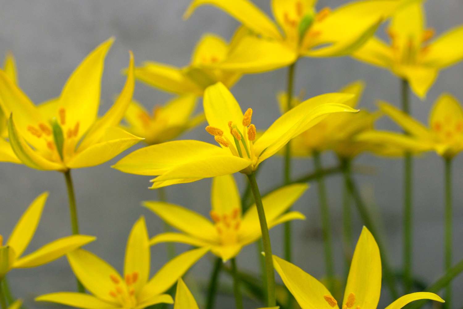 Tulpe 'Sylvestris'