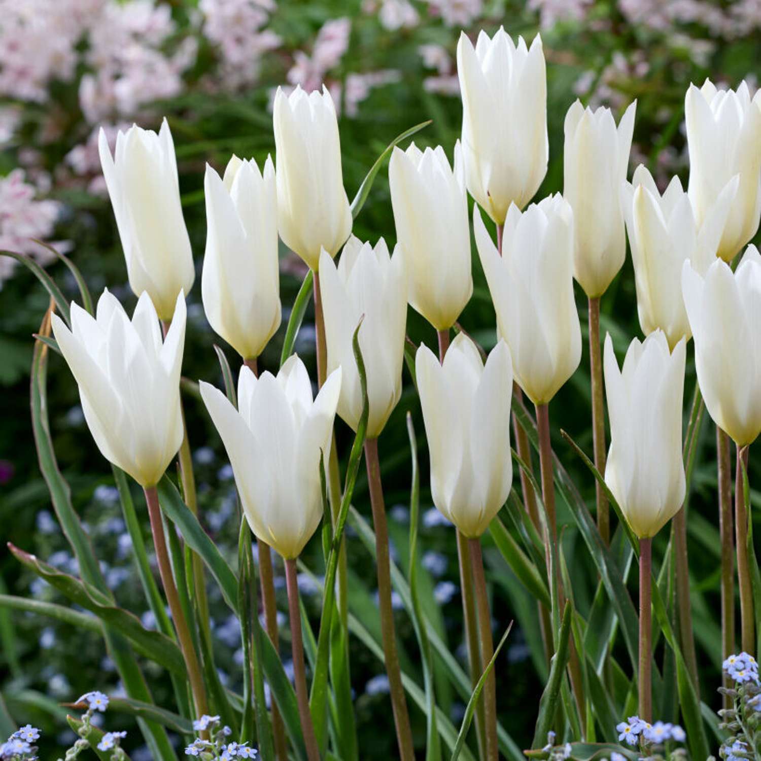 Tulpe 'Sylvia'