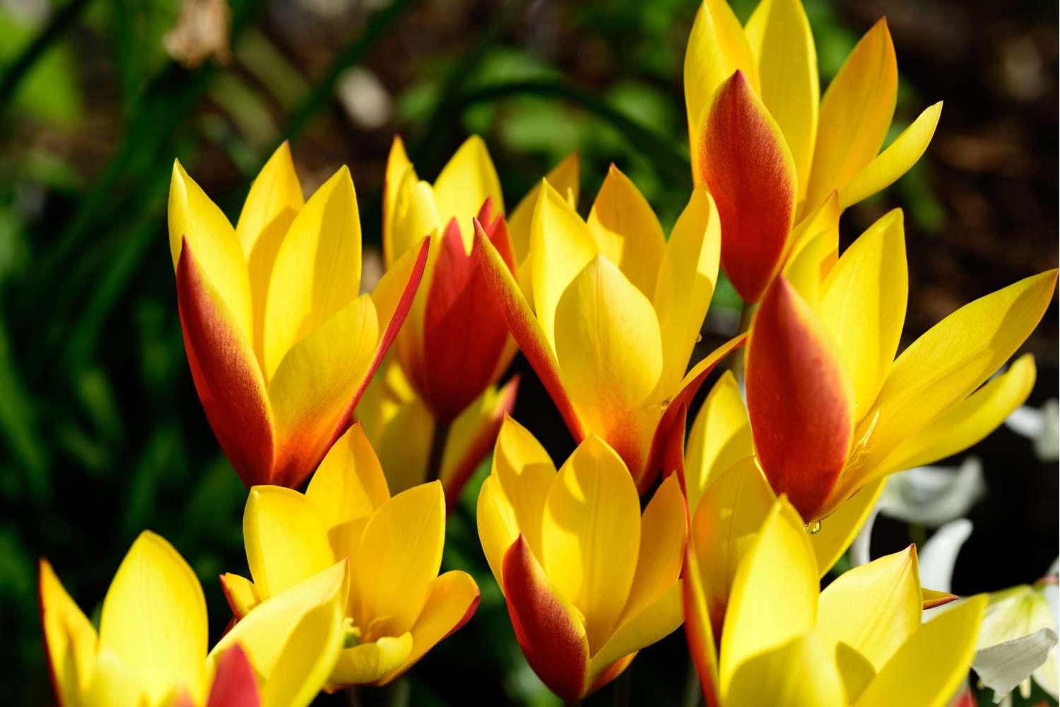 Tulpe 'Tubergens Gem'