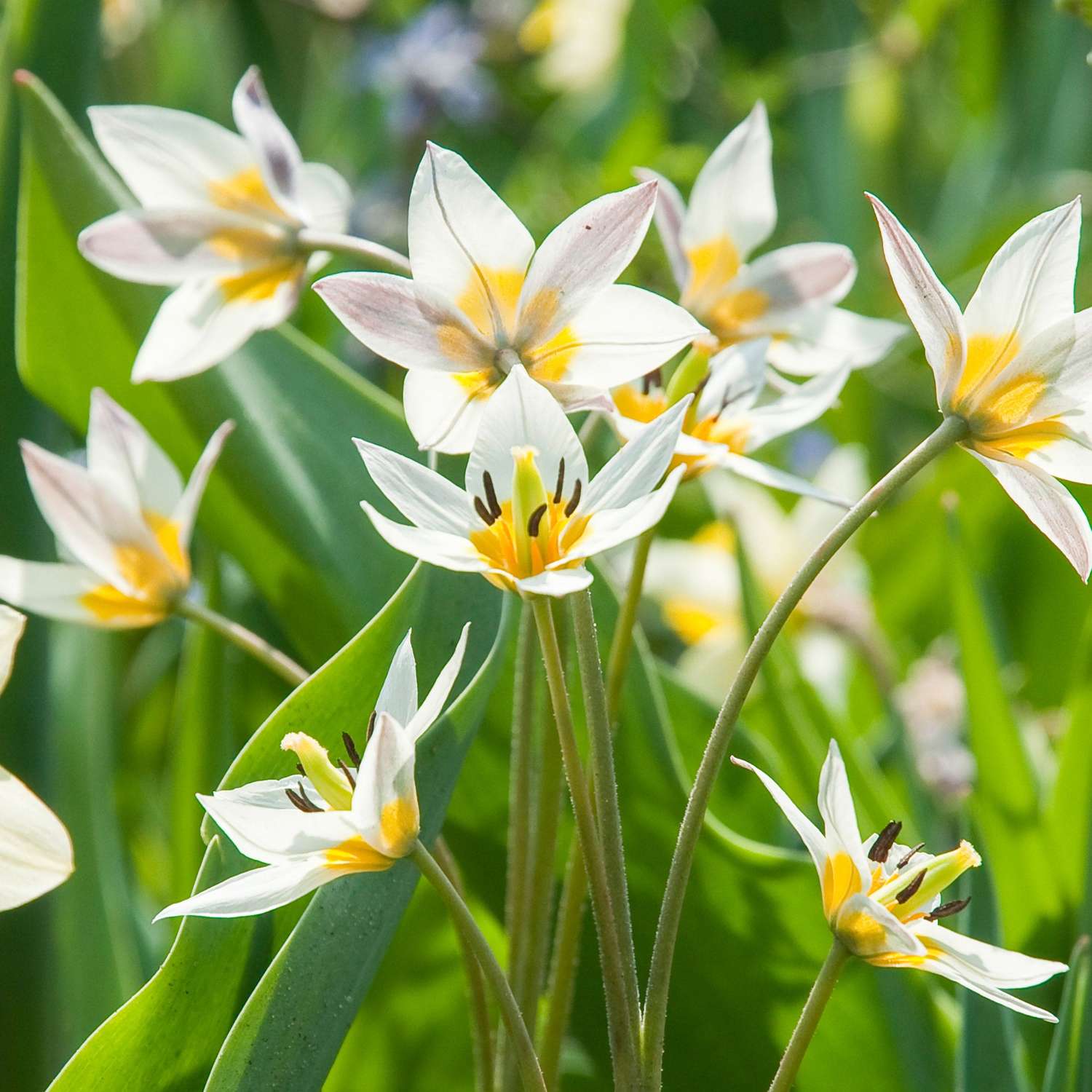 Tulpe 'Turkestanica'