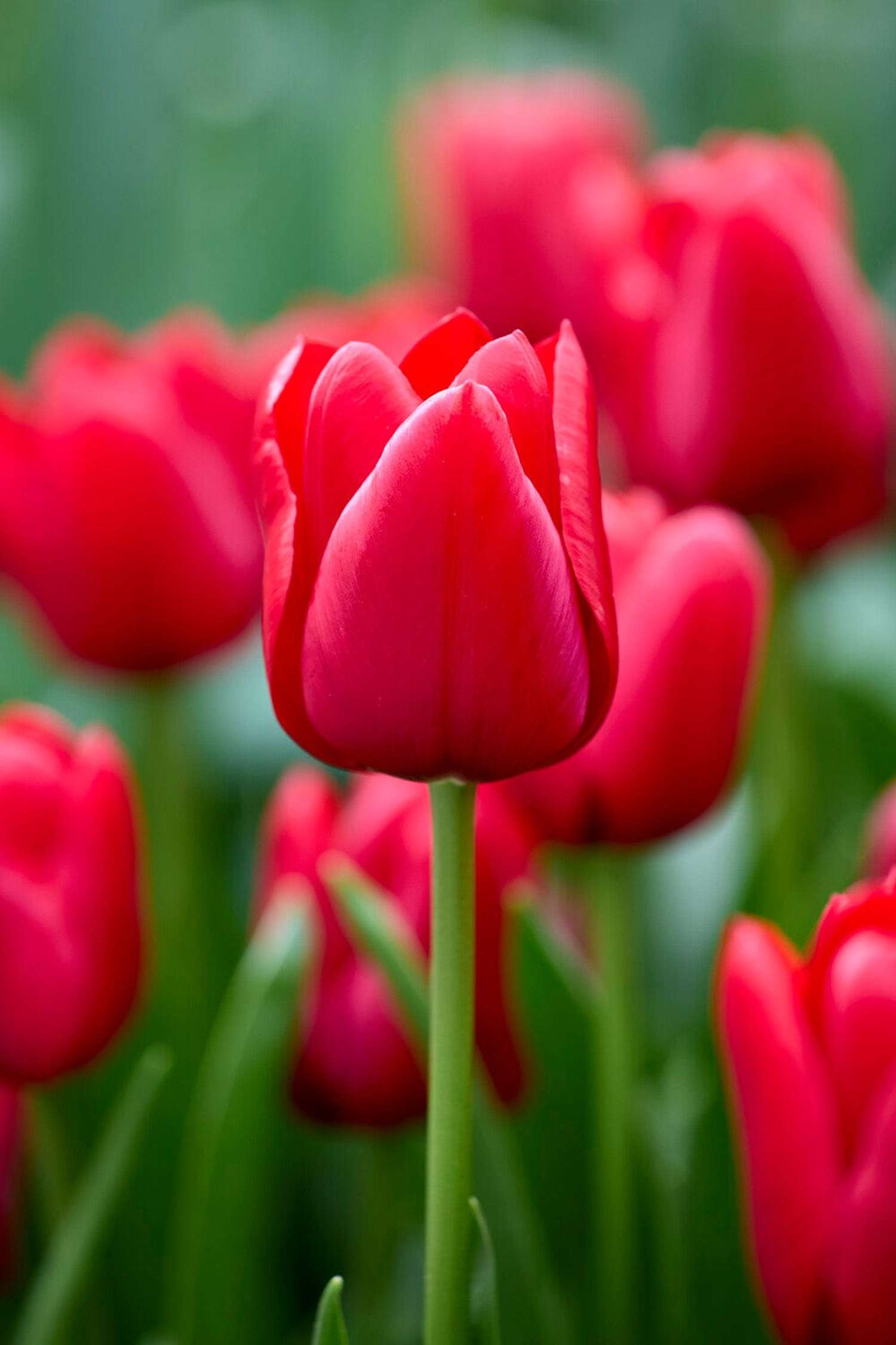 Tulpe 'Unique de France'