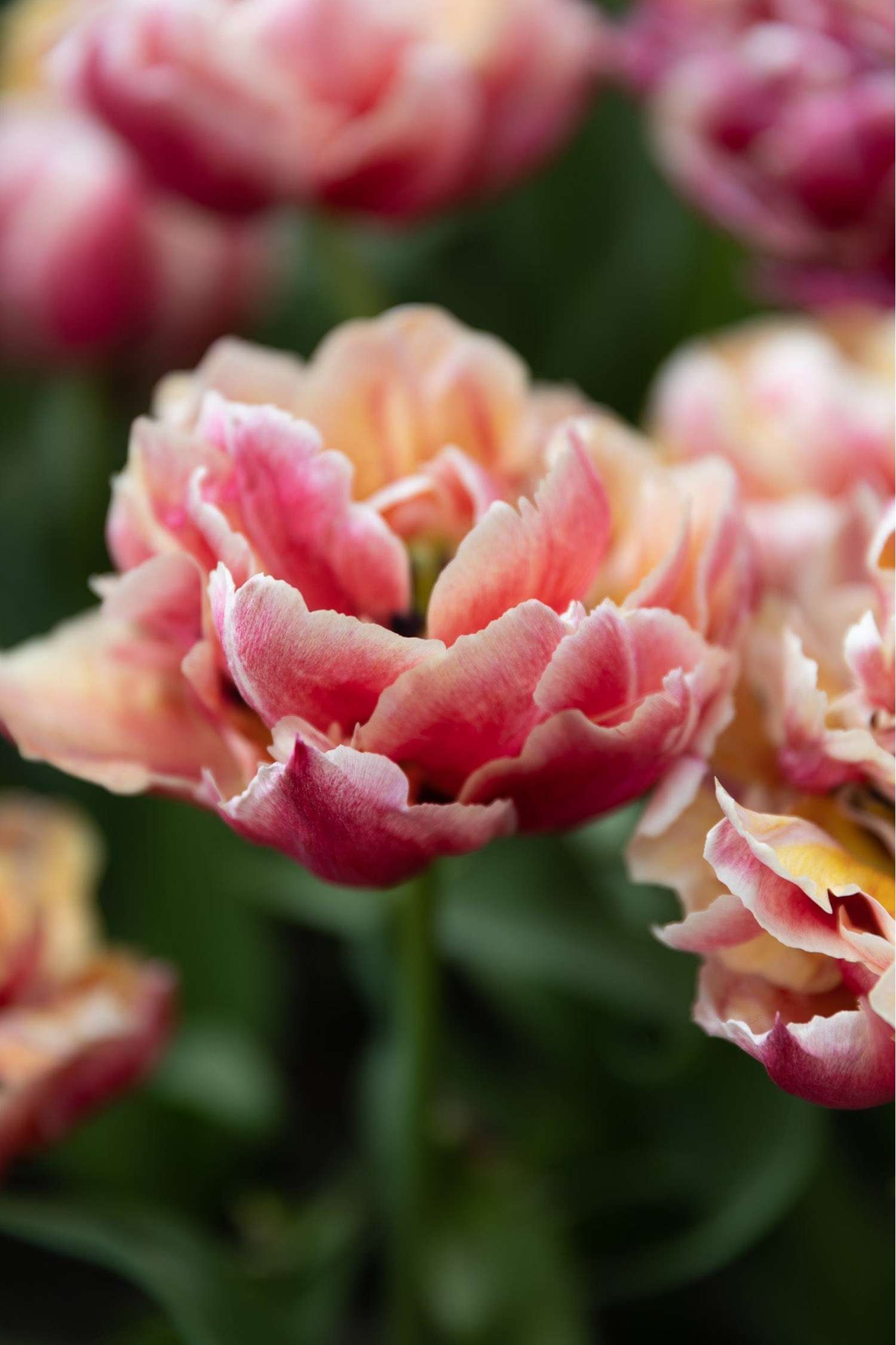 Tulpe 'Verona Sunrise'