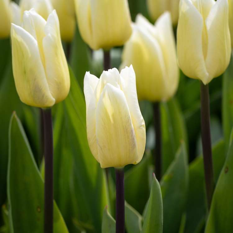 Tulpe 'White Flag'