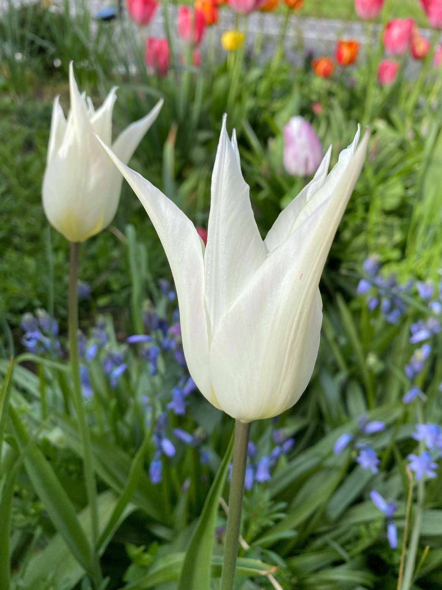 Tulpe 'White Triumphator' - Tulipaner