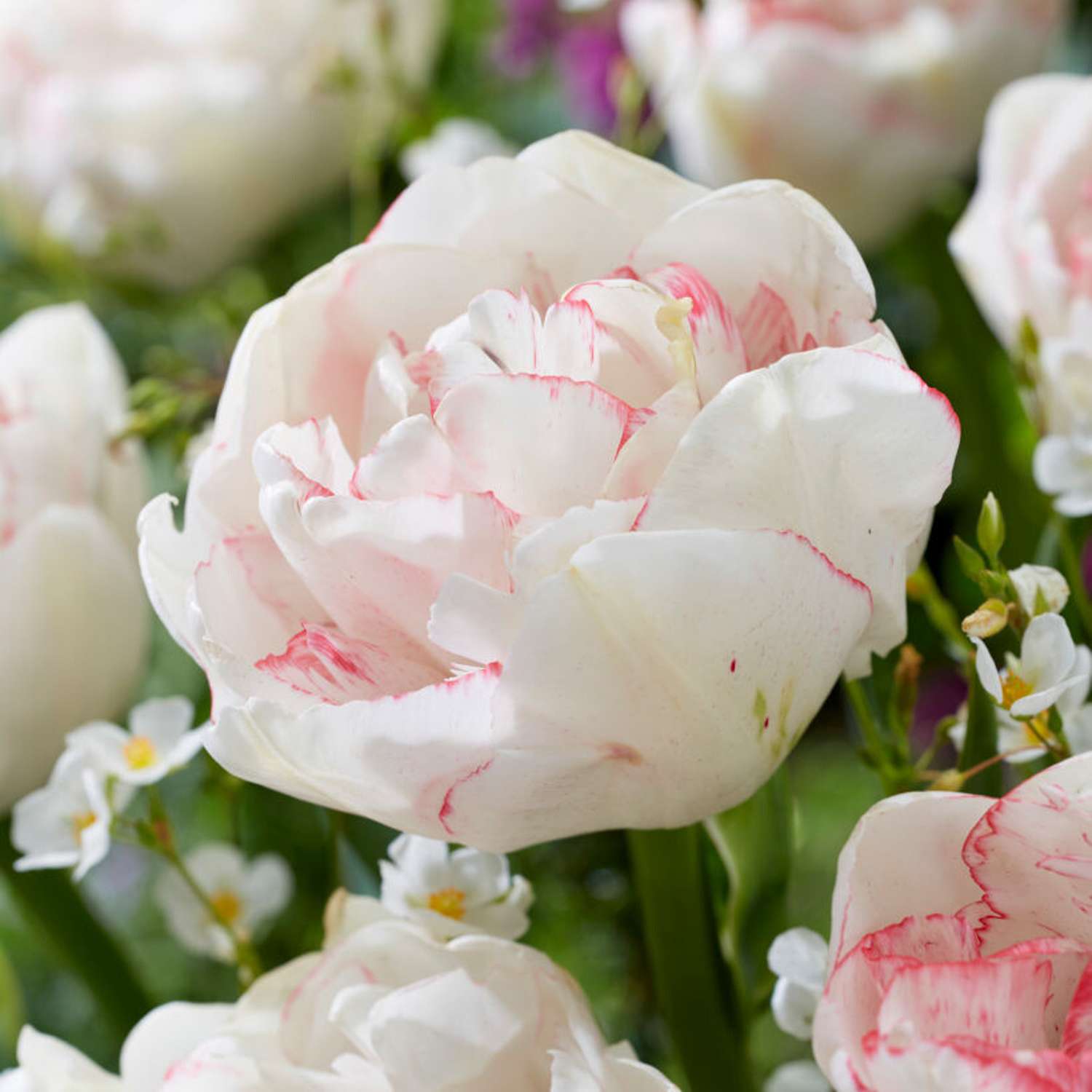 Tulpe 'Wild Romance'