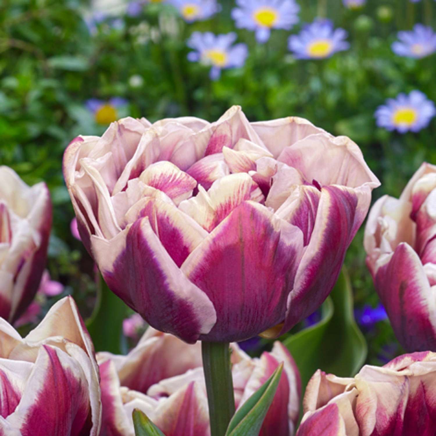 Tulpe 'Wyndham'