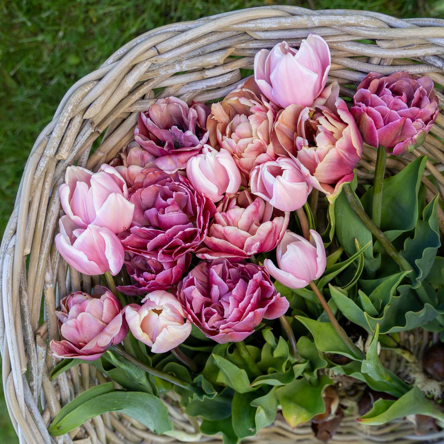 Tulpen-Mischung 'Antique Rose'