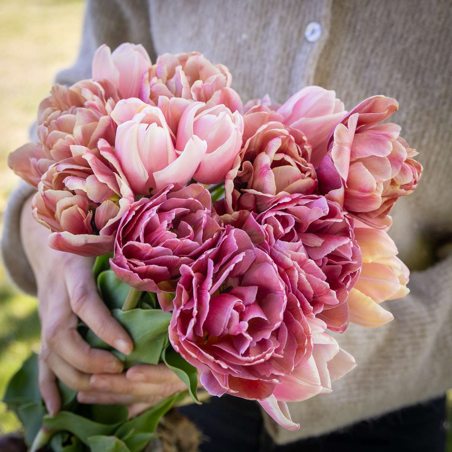 Tulpen-Mischung 'Antique Rose'