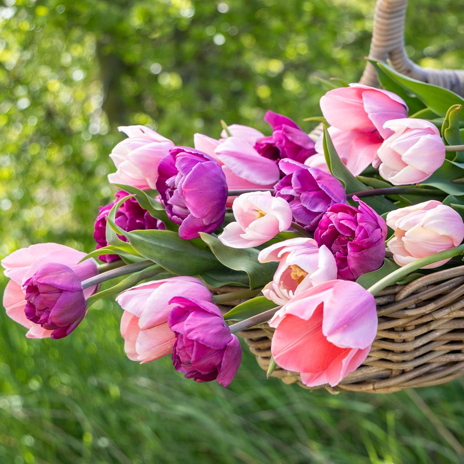 Tulpen-Mischung 'Berry Blush'