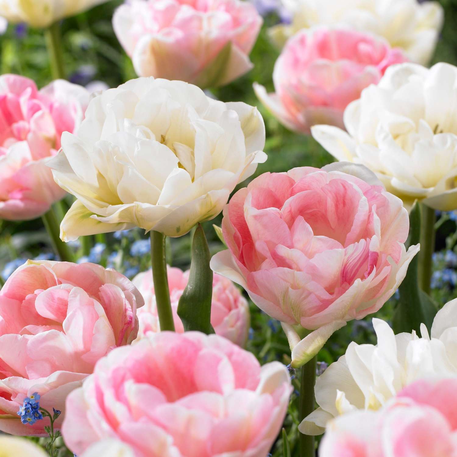 Tulpenmischung 'Camilla'