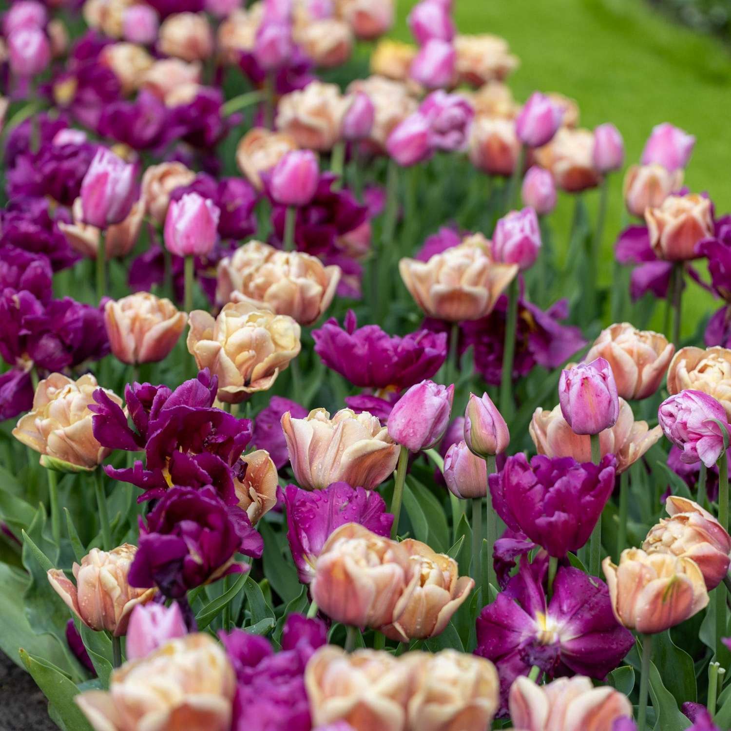 Tulpenmischung 'Double Voque'