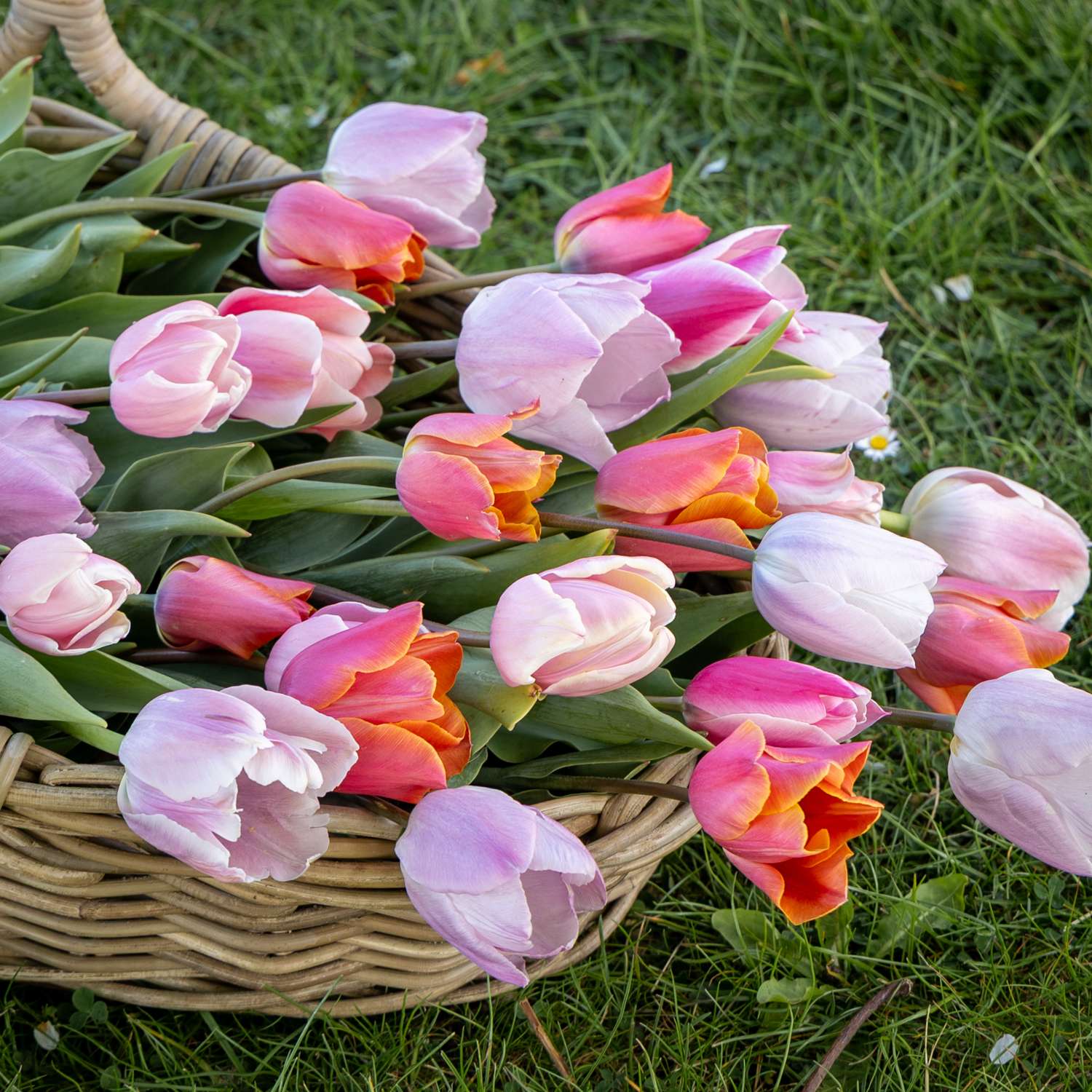 Tulpen-Mischung 'Fiji'