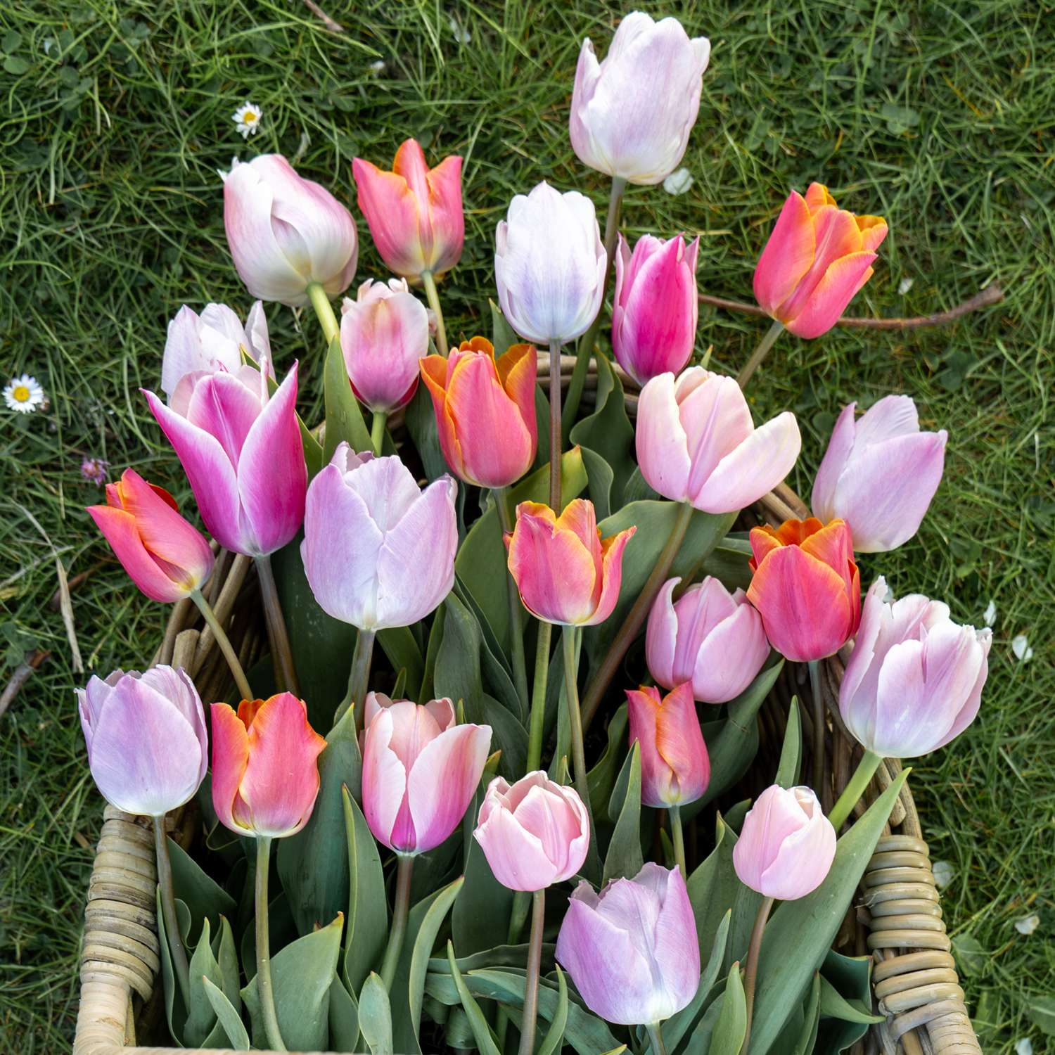 Tulpen-Mischung 'Fiji'