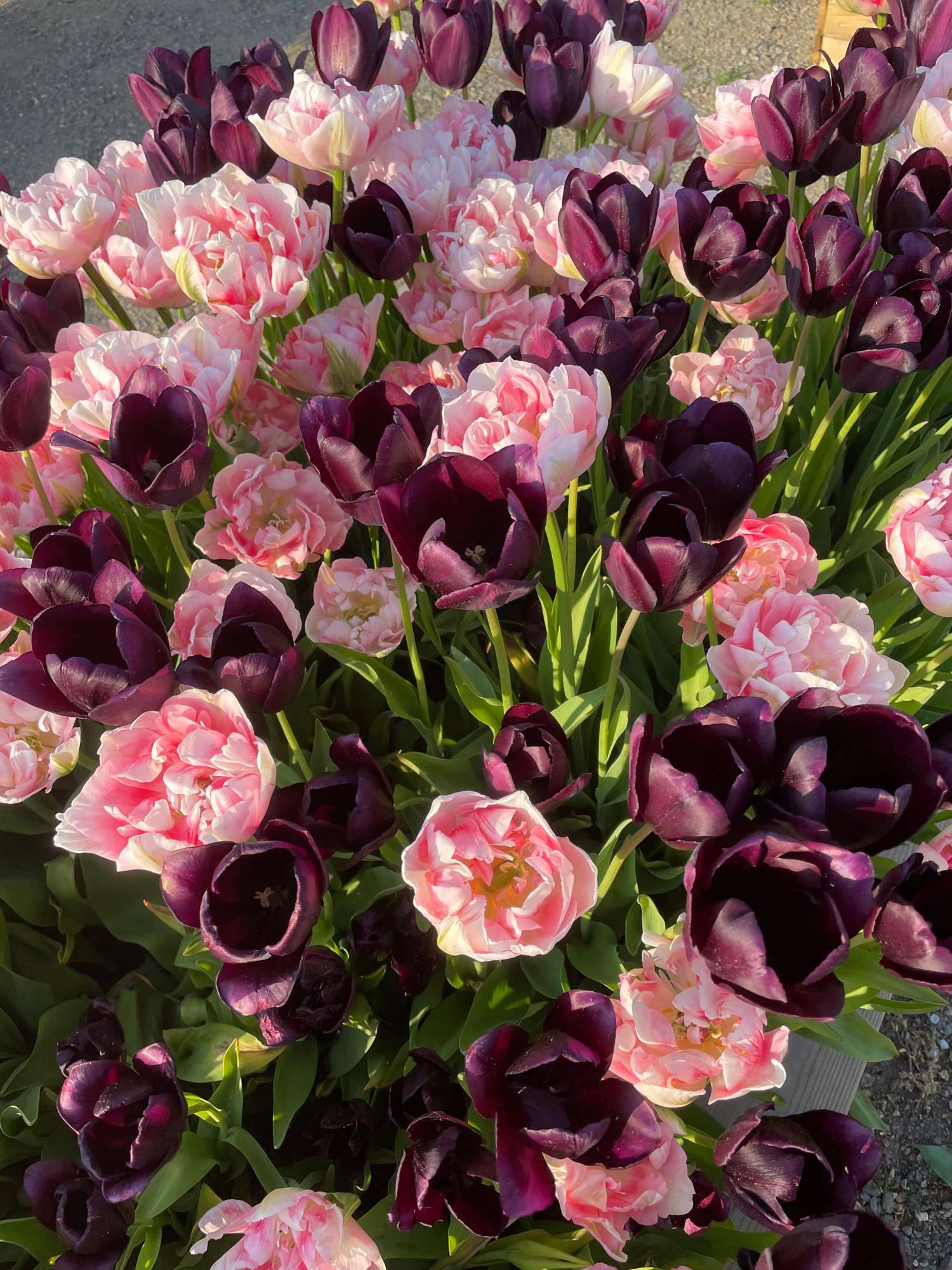 Tulpenmischung 'Isabella'