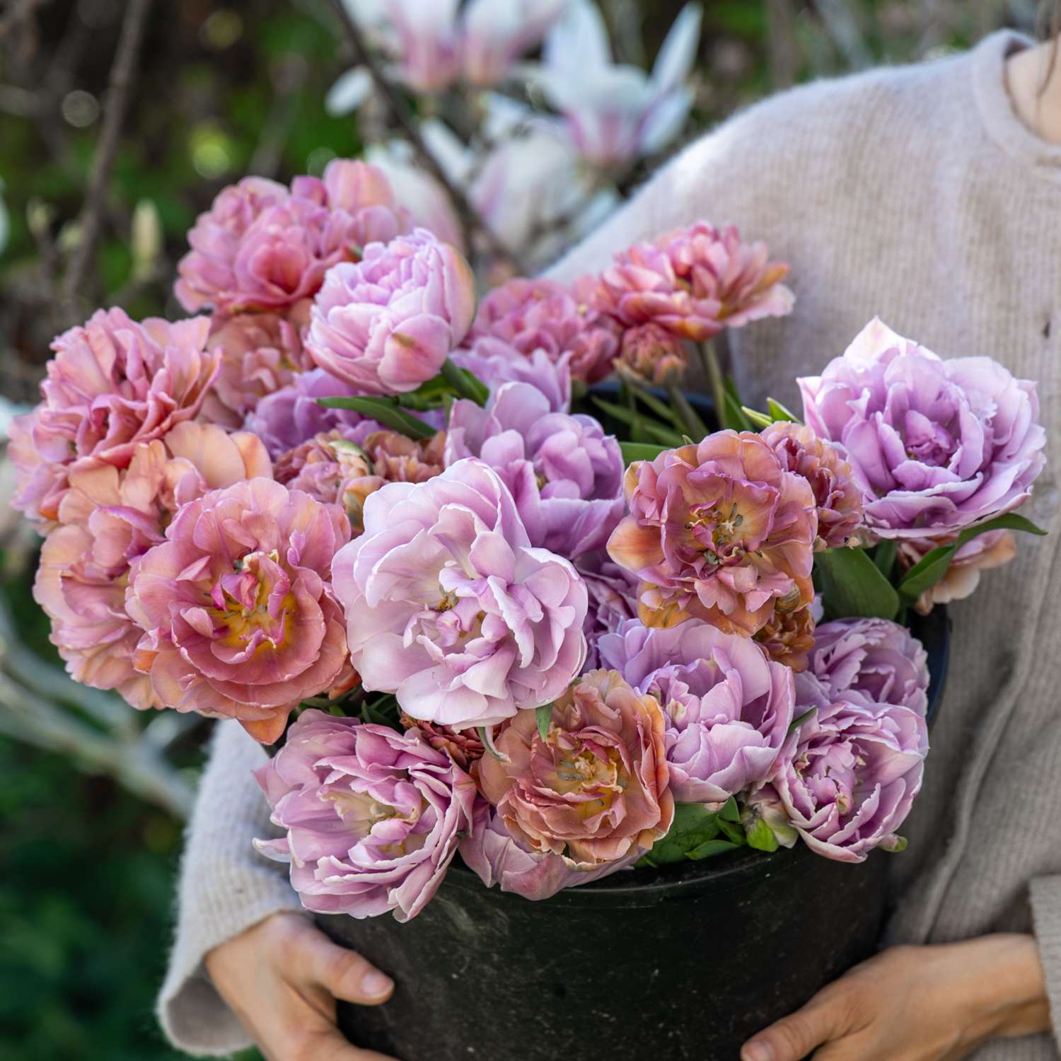 Tulpen-Mischung 'Lavender Honey'