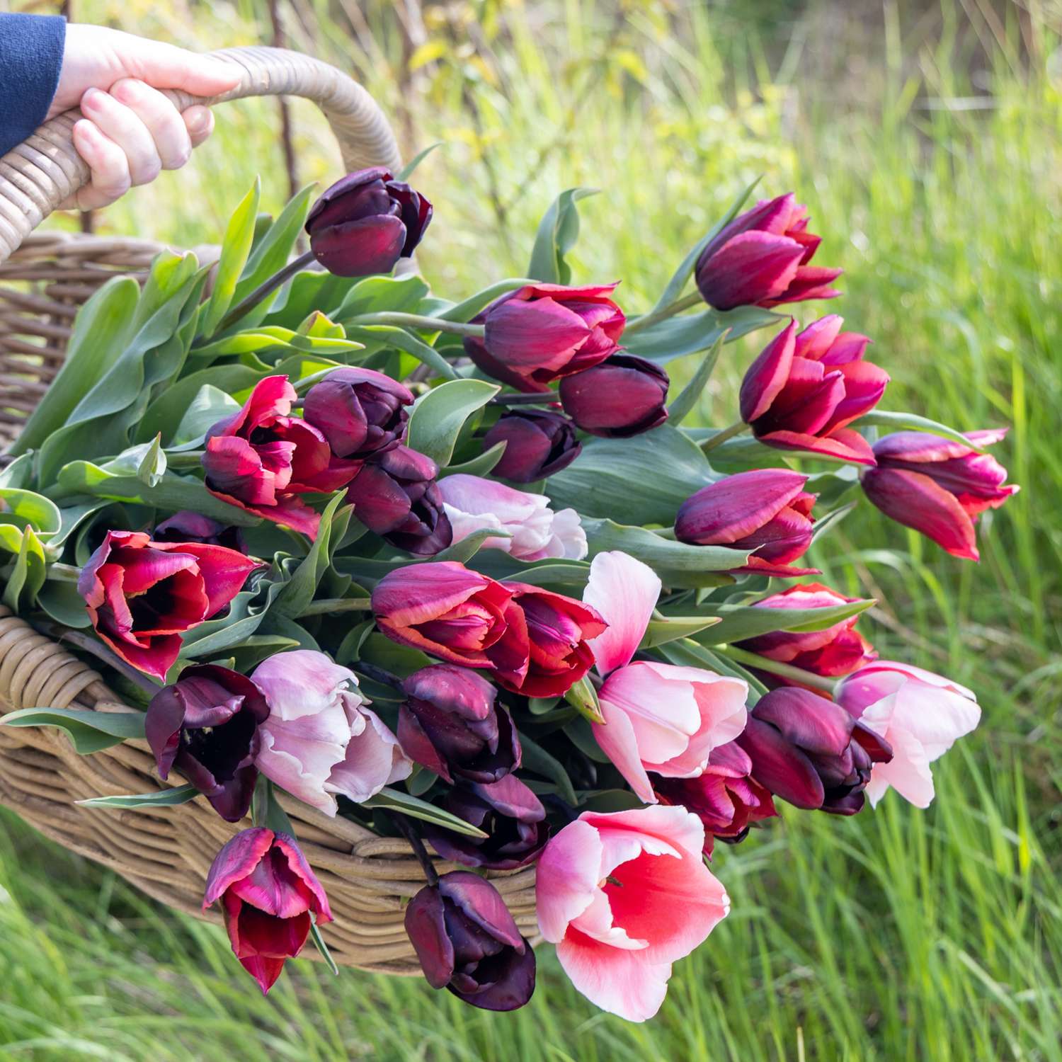 Tulpen-Mischung 'Lucca'