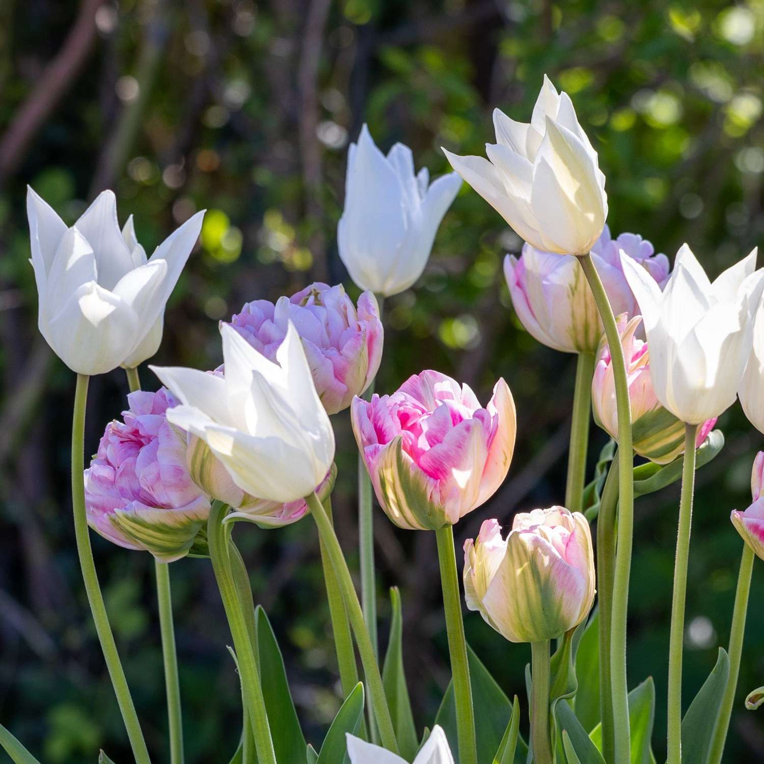 Tulpenmischung 'Mary'