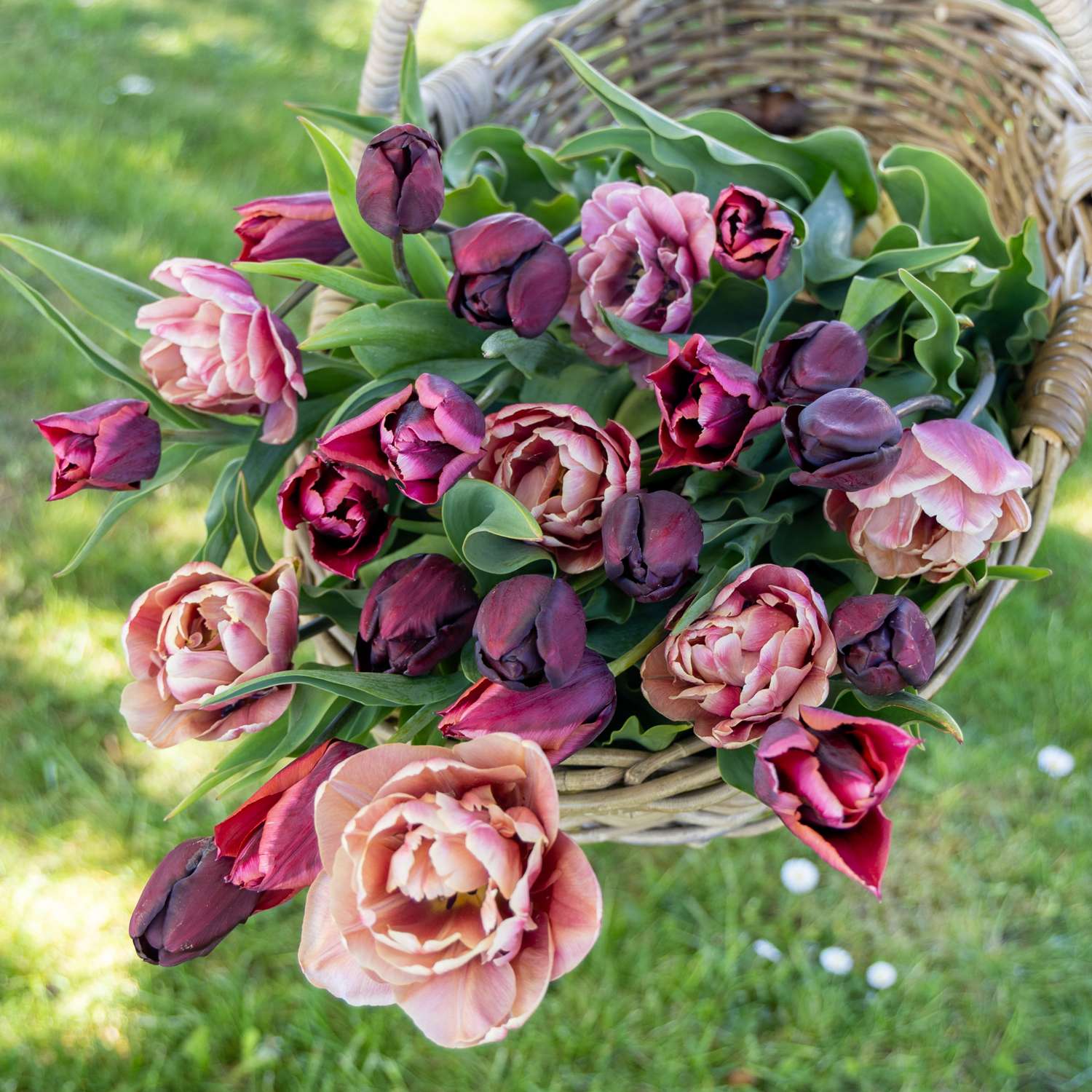Tulpen-Mischung 'Mulled Wine'