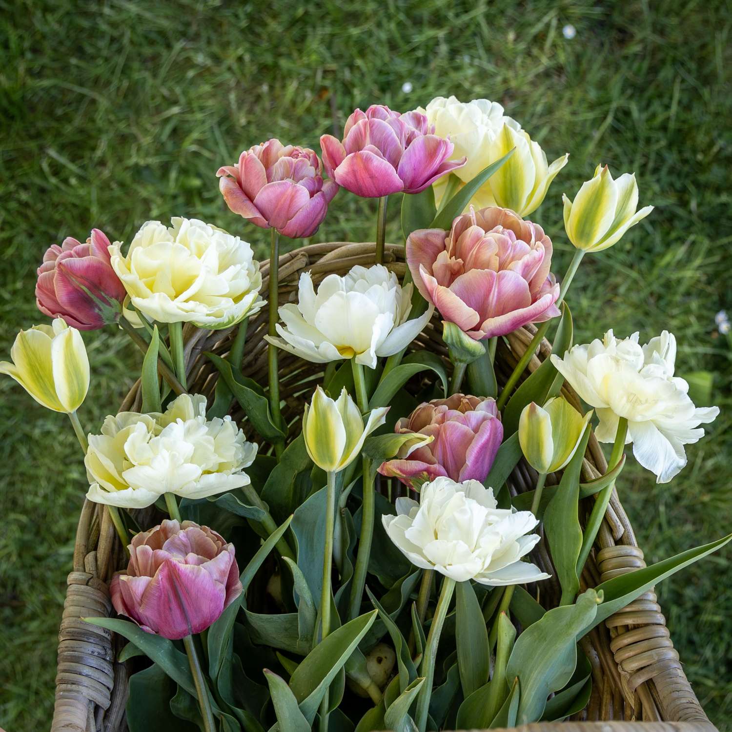 Tulpen-Mischung 'Peaches & Cream'
