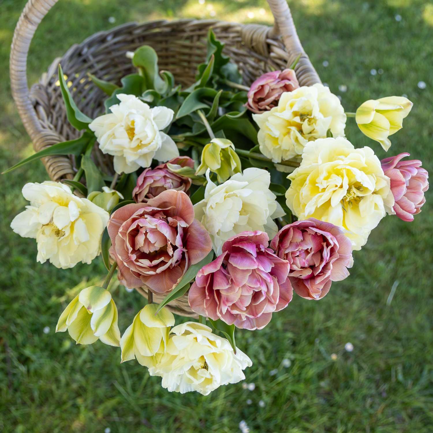 Tulpen-Mischung 'Peaches & Cream'