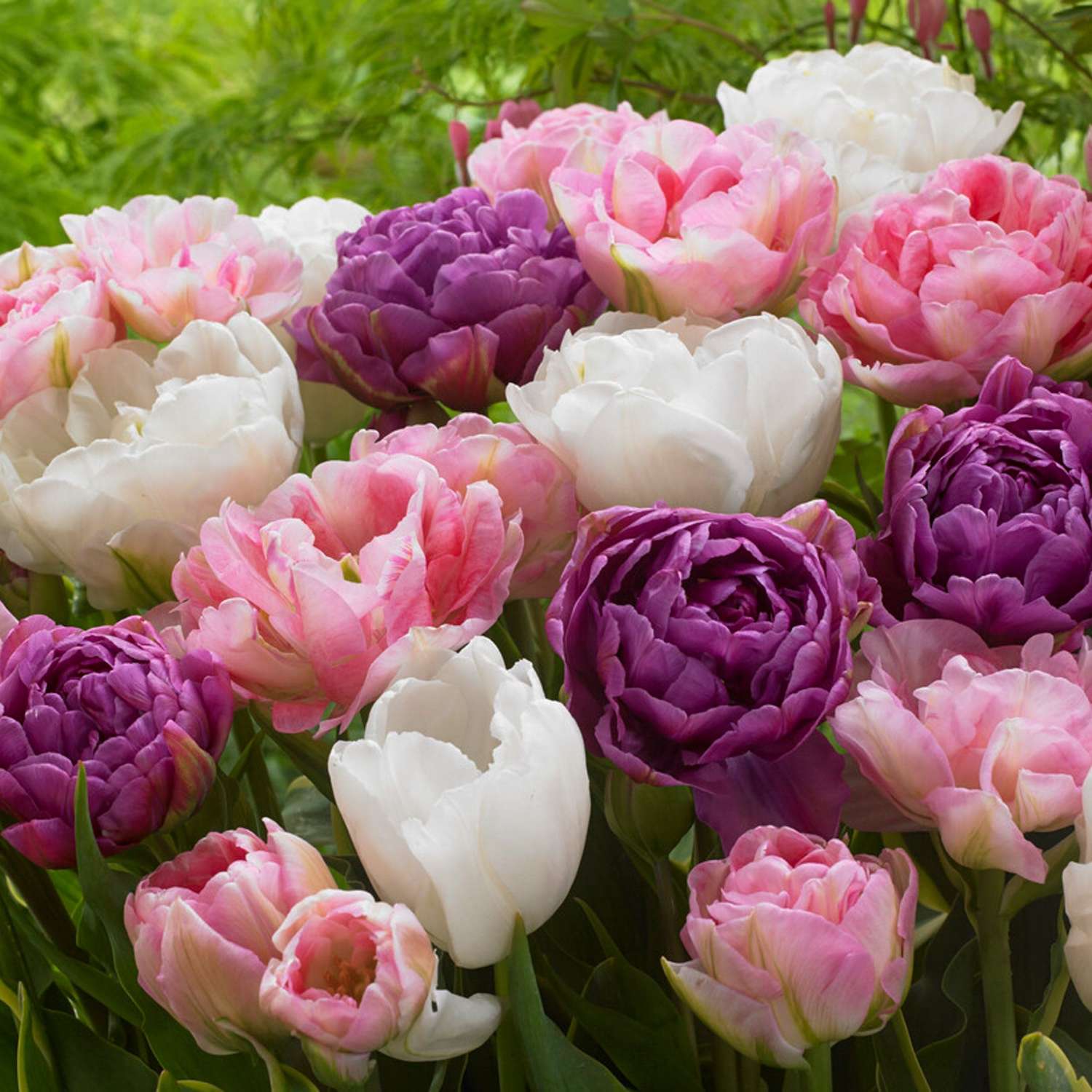 Tulpenmischung 'Rikke'