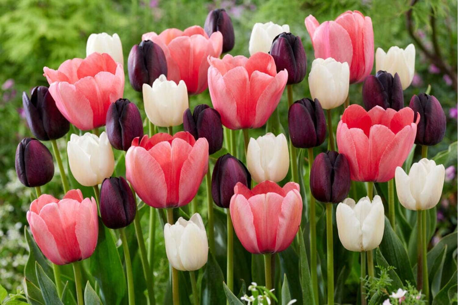 Tulpenmischung 'Strawberry Snowfall'