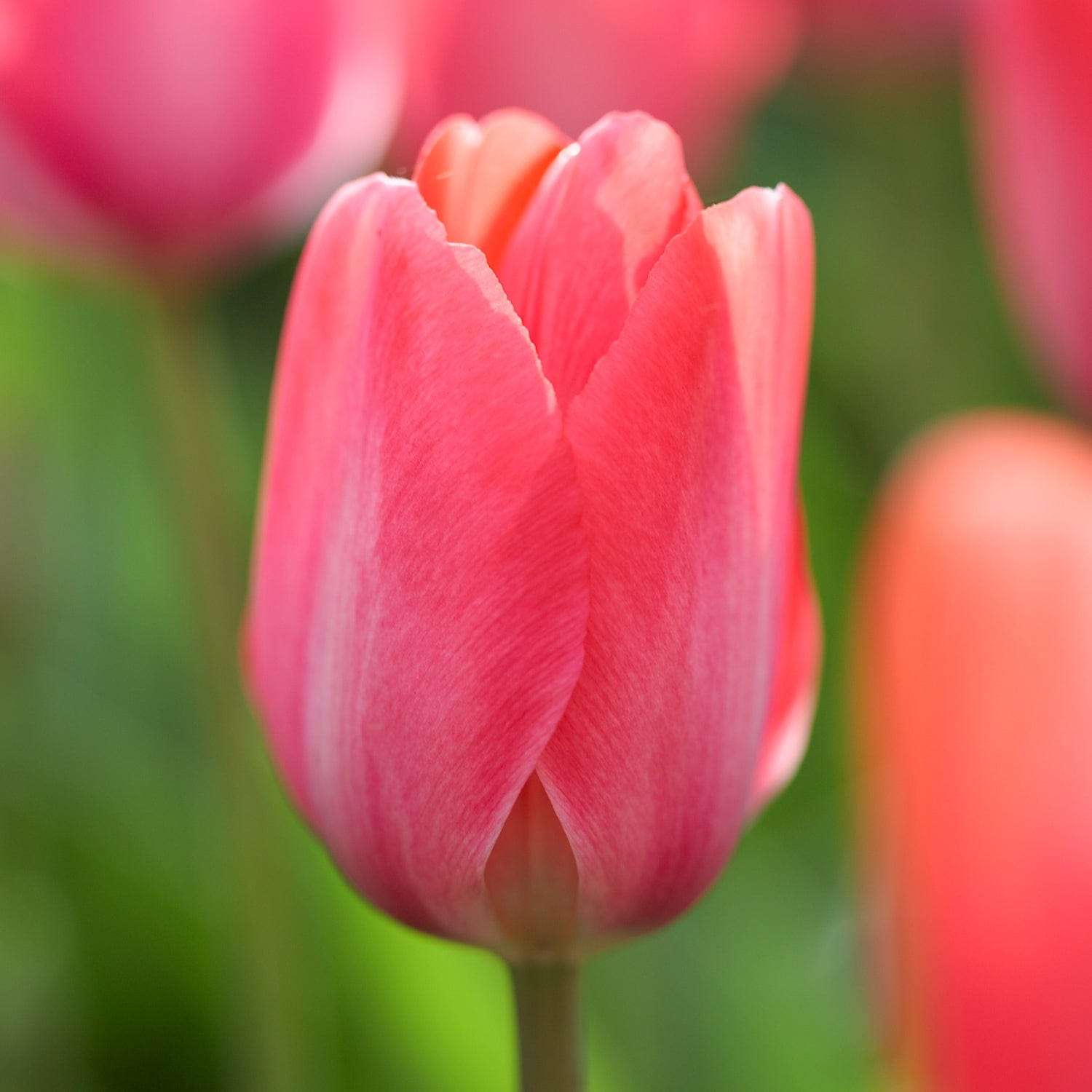 Tulpenmischung 'Strawberry Snowfall'