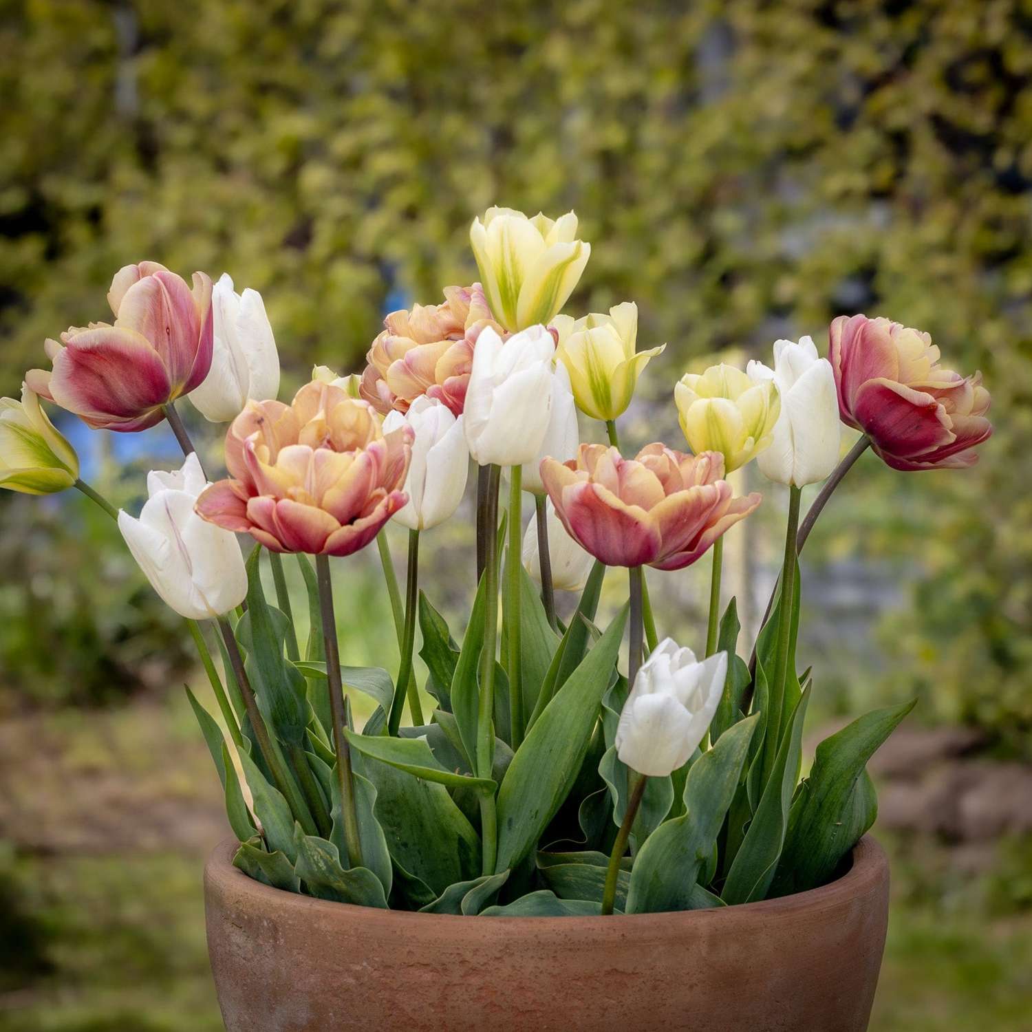 Tulpenmischung 'Antique Lemon' - Tulipanblanding