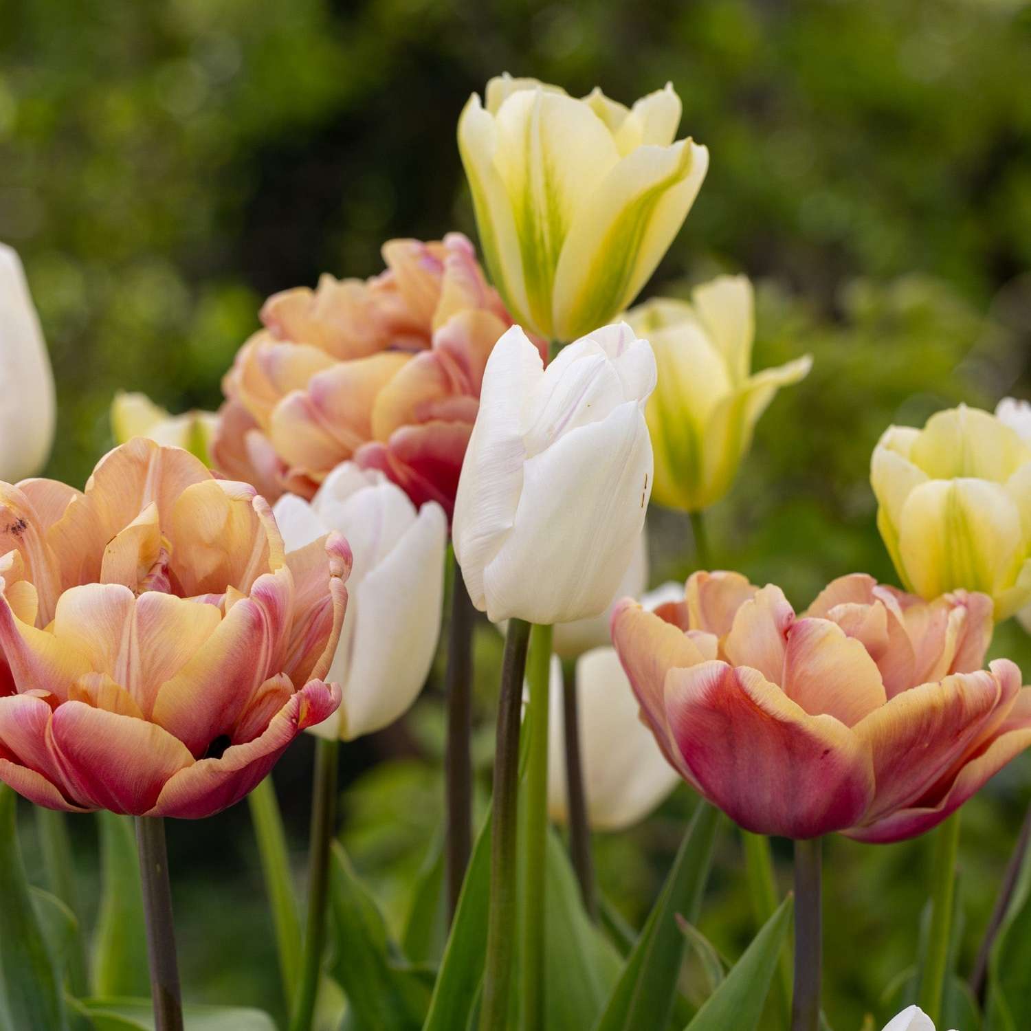 Tulpenmischung 'Antique Lemon' - Tulipanblanding