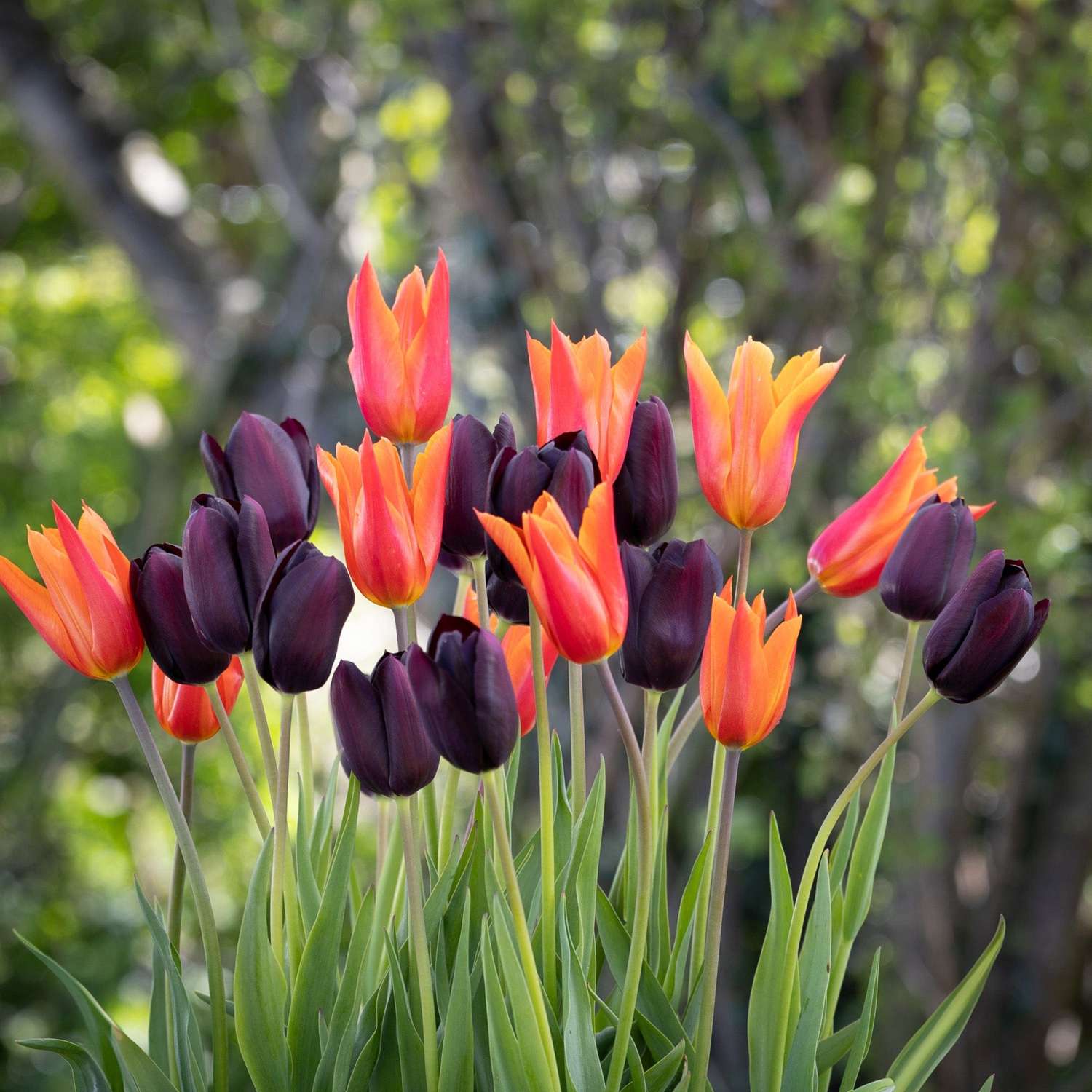 Tulpenmischung 'Drama Queen' - Løgblanding