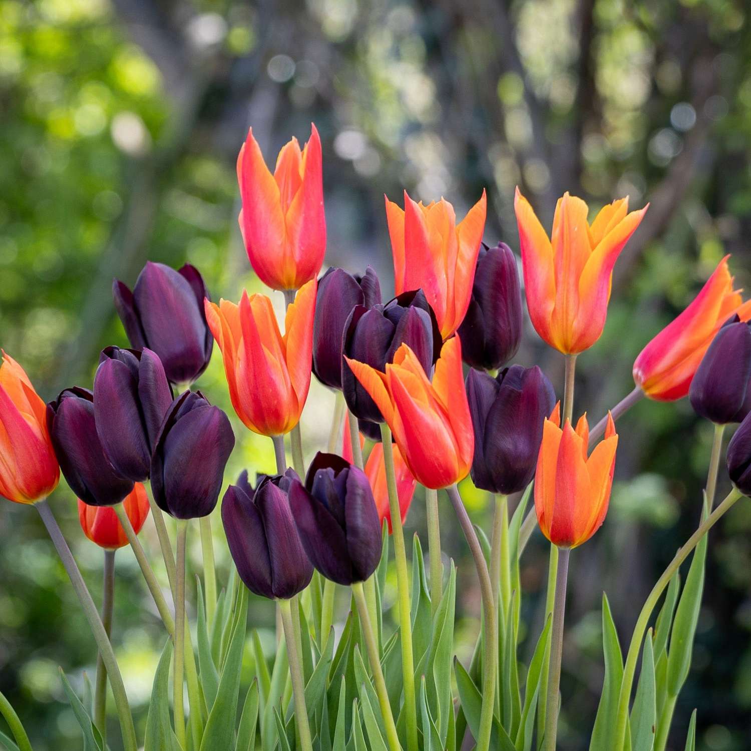 Tulpenmischung 'Drama Queen' - Løgblanding